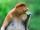 demo-attachment-291-proboscis-monkey-PK9YC3W-1