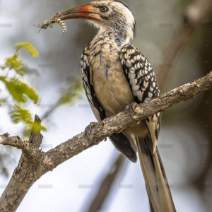 demo-attachment-1297-southern-red-billed-hornbill-CNTM7QD