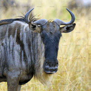 demo-attachment-1300-wildebeest-in-national-park-of-africa-P3PWJZ3