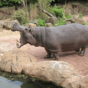 demo-attachment-1301-zoo-hannover-66354_1920