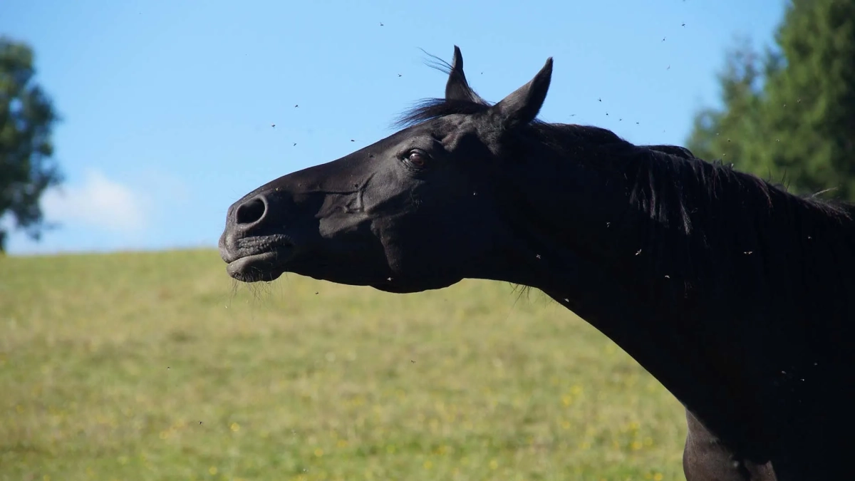 Eastern-Equine-Encephalitis_hero