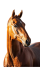 StockCake-Majestic_Chestnut_Horse_1725536659-removebg-preview