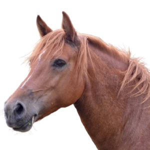 horse-mare-2737149__1_-removebg-preview