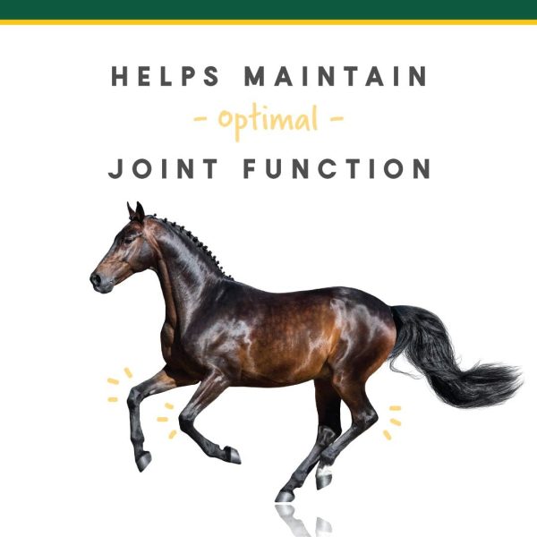 Manna Pro Corta-FLX Equine Joint Supplement | Horse Supplement for Healthy Joints | Quick & Effective Nourishment to Joints formulated with Vitamins and Minerals | 12 LB Pellet - Image 6