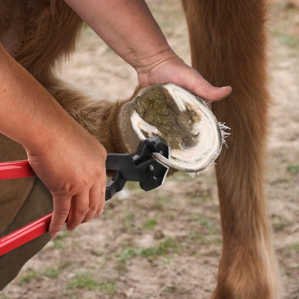 Professional Farrier Tool Kits Hoof rasp hoof Nippers hoof Knife - Image 4