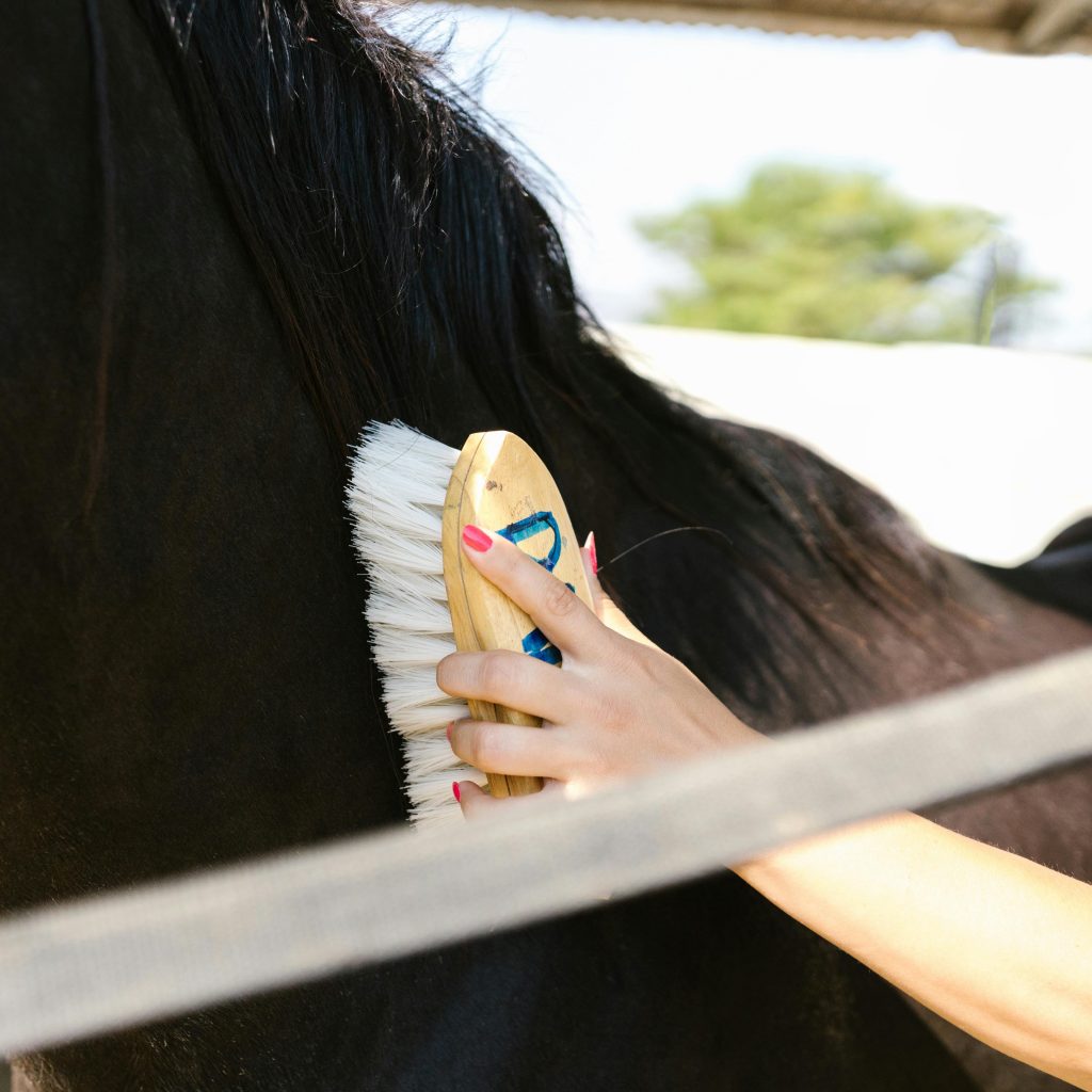 Detailed close-up of a black horse being groomed with a brush outside.